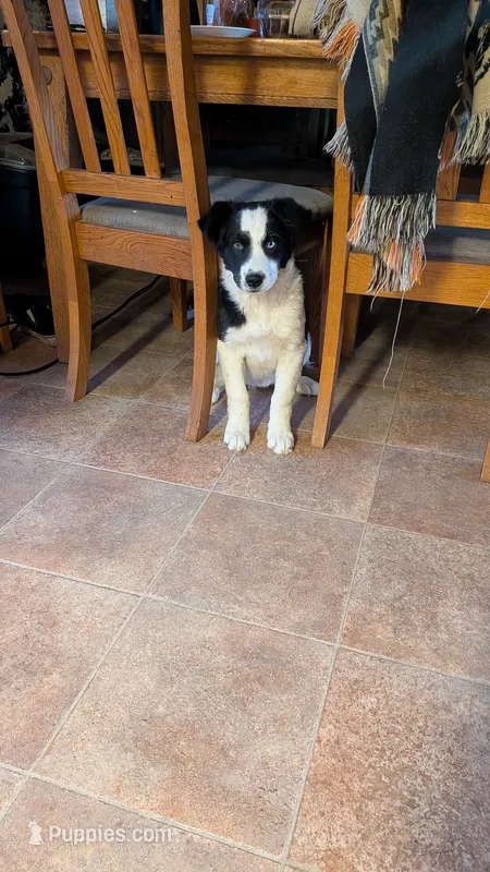 oreo – Australian Shepherd, Siberian Husky puppy for sale in Caldwell, ID