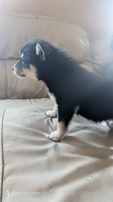 Zoey – Australian Shepherd, Siberian Husky puppy for sale in Caldwell, ID