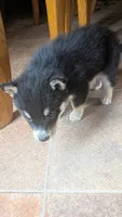 foxy, a female Australian Shepherd and Siberian Husky for sale in Caldwell, ID – 3 of 4