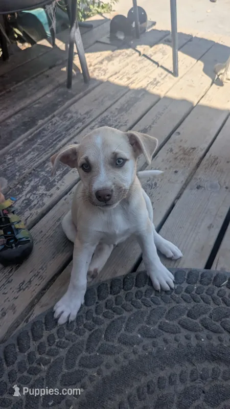 fiona – Australian Cattle Dog, Siberian Husky puppy for sale in Caldwell, ID