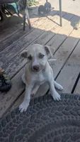 fiona, a female Australian Cattle Dog and Siberian Husky for sale in Caldwell, ID – 1 of 4
