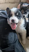 fiona, a female Australian Shepherd and Siberian Husky for sale in Caldwell, ID – 3 of 5