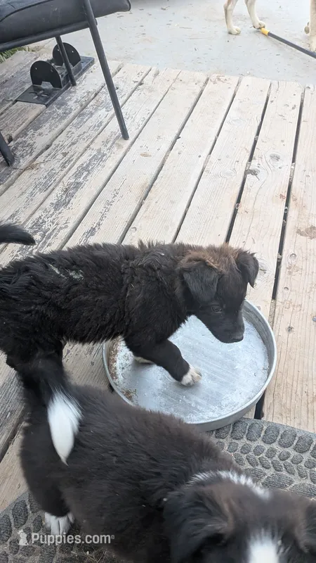 copper – Siberian Husky puppy for sale in Caldwell, ID