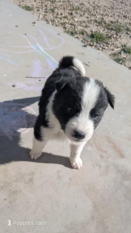 Sissy – Australian Shepherd, Siberian Husky puppy for sale in Caldwell, ID