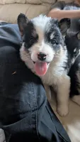 reiko, a male Australian Shepherd and Siberian Husky for sale in Caldwell, ID – 3 of 3