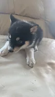 keylee, a female Australian Shepherd and Siberian Husky for sale in Caldwell, ID – 2 of 2