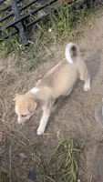fiona, a female Australian Cattle Dog and Siberian Husky for sale in Caldwell, ID – 2 of 4