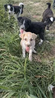 fiona, a female Australian Cattle Dog and Siberian Husky for sale in Caldwell, ID – 3 of 4