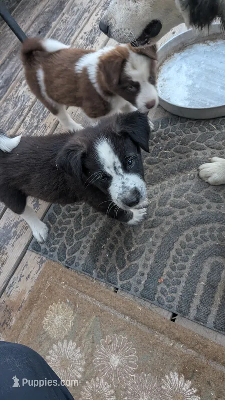 anson – Australian Shepherd, Siberian Husky puppy for sale in Caldwell, ID