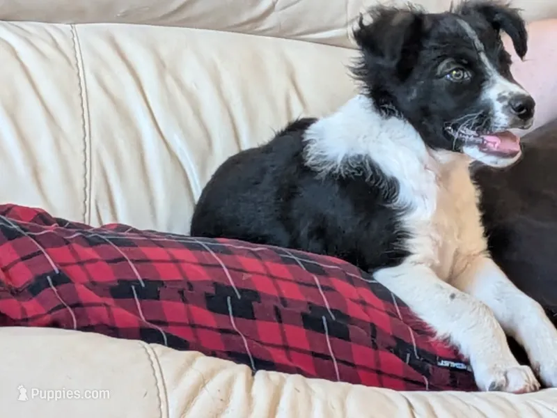 Kenzie – Australian Shepherd, Siberian Husky puppy for sale in Caldwell, ID