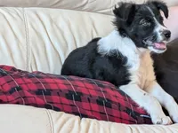 Kenzie, a female Australian Shepherd and Siberian Husky for sale in Caldwell, ID – 1 of 5