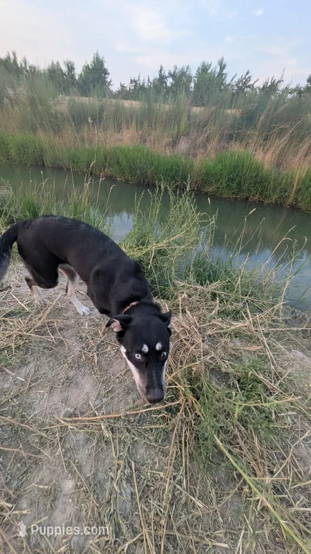 nova – Siberian Husky puppy for sale in Caldwell, ID