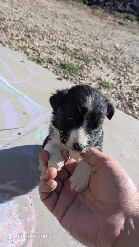 Kenzie – Australian Shepherd, Siberian Husky puppy for sale in Caldwell, ID