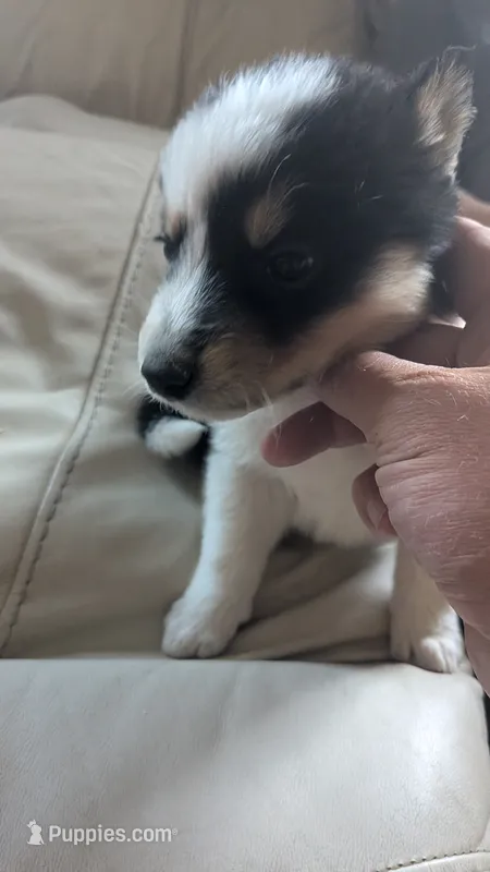 reiko – Australian Shepherd, Siberian Husky puppy for sale in Caldwell, ID