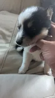 reiko, a male Australian Shepherd and Siberian Husky for sale in Caldwell, ID – 1 of 3