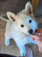Athena, a female Great Pyrenees and Siberian Husky for sale in Caldwell, ID – Photo 1 of 4