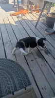 oreo, a female Australian Shepherd and Siberian Husky for sale in Caldwell, ID – 1 of 2