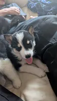 roland, a male Australian Shepherd and Siberian Husky for sale in Caldwell, ID – 3 of 4
