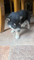 foxy, a female Australian Shepherd and Siberian Husky for sale in Caldwell, ID – 4 of 4