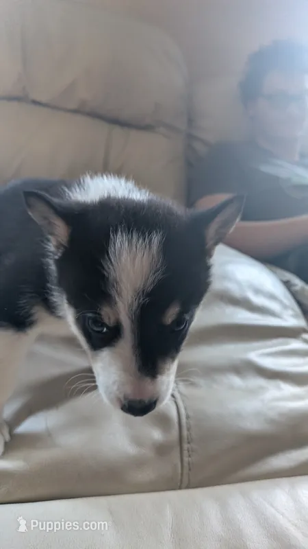 roland – Australian Shepherd, Siberian Husky puppy for sale in Caldwell, ID