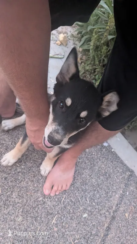 Zoey – Australian Shepherd, Siberian Husky puppy for sale in Caldwell, ID