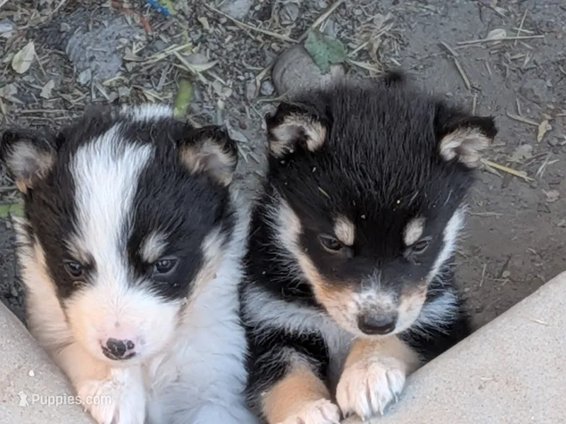 keylee – Australian Shepherd, Siberian Husky puppy for sale in Caldwell, ID