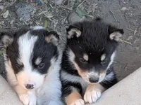 keylee, a female Australian Shepherd and Siberian Husky for sale in Caldwell, ID – 1 of 3