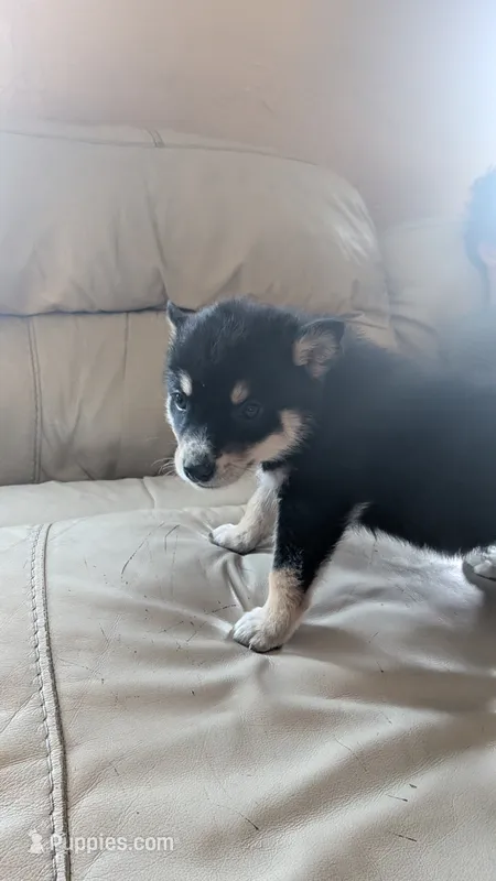 foxy – Australian Shepherd, Siberian Husky puppy for sale in Caldwell, ID