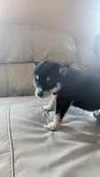 foxy, a female Australian Shepherd and Siberian Husky for sale in Caldwell, ID – 1 of 4