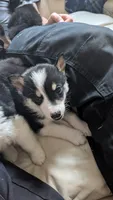 roland, a male Australian Shepherd and Siberian Husky for sale in Caldwell, ID – 2 of 4
