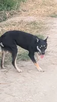 nova, a female Siberian Husky for sale in Caldwell, ID – 4 of 4