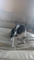 roland, a male Australian Shepherd and Siberian Husky for sale in Caldwell, ID – 4 of 4