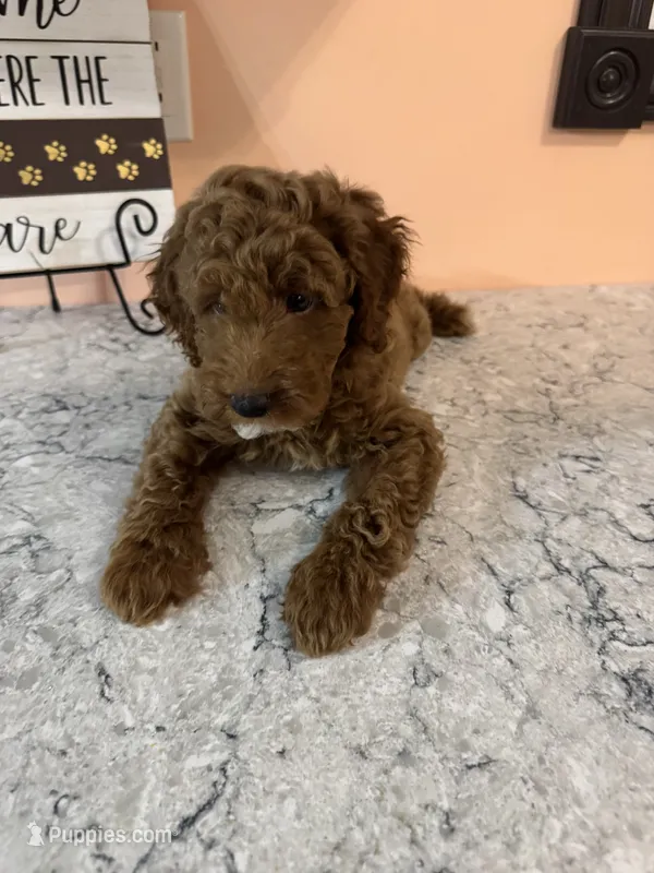 Dozer – Poodle - Toy  puppy for sale in Paw Paw, MI