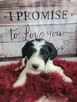 Winston, a male Sheepadoodle for sale in Paw Paw, MI – Photo 2 of 3