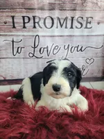 Winston, a male Sheepadoodle for sale in Paw Paw, MI – Photo 3 of 3