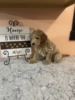 Dexter, a male Poodle - Toy  for sale in Paw Paw, MI – 2 of 2