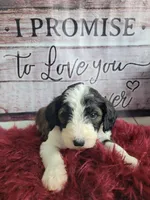 Jane, a female Sheepadoodle for sale in Paw Paw, MI – Photo 2 of 3
