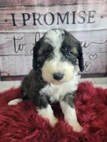 Pebble , a female Sheepadoodle for sale in Paw Paw, MI – Photo 2 of 3