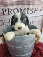 Pebble , a female Sheepadoodle for sale in Paw Paw, MI – Photo 1 of 3