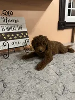 Dolly, a female Poodle - Toy  for sale in Paw Paw, MI – 2 of 2
