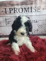 Jax, a male Sheepadoodle for sale in Paw Paw, MI – Photo 2 of 3