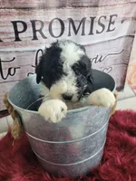 Jax, a male Sheepadoodle for sale in Paw Paw, MI – Photo 1 of 3