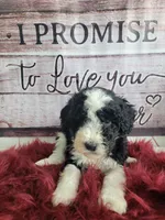 Jax, a male Sheepadoodle for sale in Paw Paw, MI – Photo 3 of 3