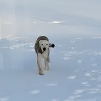 Bert, a male Sheepadoodle for sale in Paw Paw, MI – Photo 1 of 3