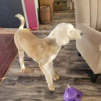 Bert, a male Sheepadoodle for sale in Paw Paw, MI – Photo 3 of 3