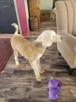 processed/0da977cc-adee-45c7-866a-677c50be369e/listing/501b4f49-5082-4037-834f-054c616deb10/e3d65a48-ca51-4ac4-bb33-4791bbe97024