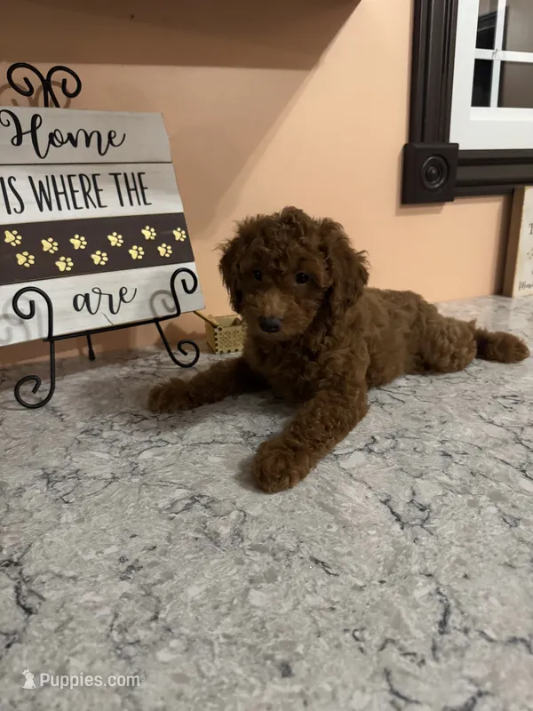 Dolly – Poodle - Toy  puppy for sale in Paw Paw, MI