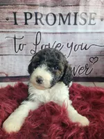 Marble , a female Sheepadoodle for sale in Paw Paw, MI – Photo 1 of 3