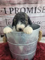 Marble , a female Sheepadoodle for sale in Paw Paw, MI – Photo 3 of 3