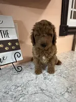 Dori, a female Poodle - Toy  for sale in Paw Paw, MI – 1 of 2